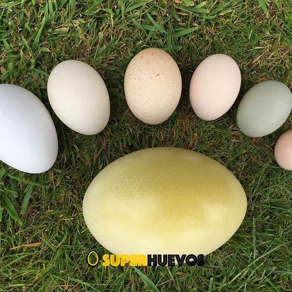 ¿Cómo saber si los huevos están buenos o malos?