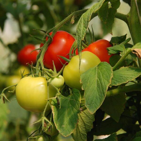 ¿Dónde están los mejores tomates de España?