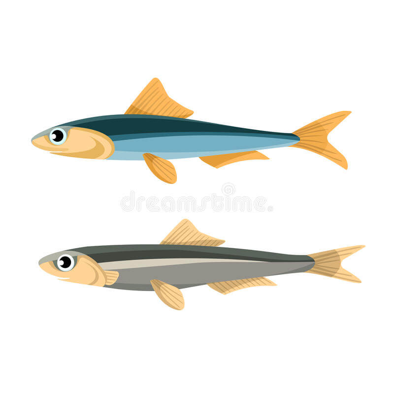 ¿Qué diferencia hay entre anchoa y anchoveta?