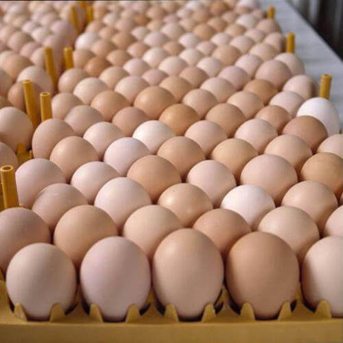 ¿Qué tiene más proteínas huevo de codorniz o gallina?