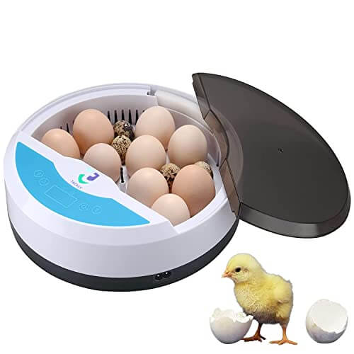 ¿Cómo se deben conservar los huevos?