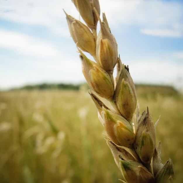 ¿Cuál es la diferencia entre el trigo y la cebada?