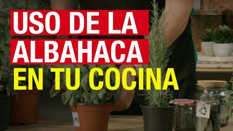 Albahaca usos culinarios