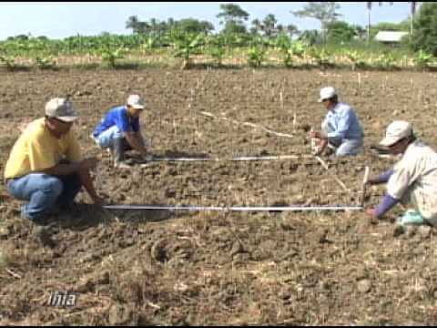 Como se dice platano en peru