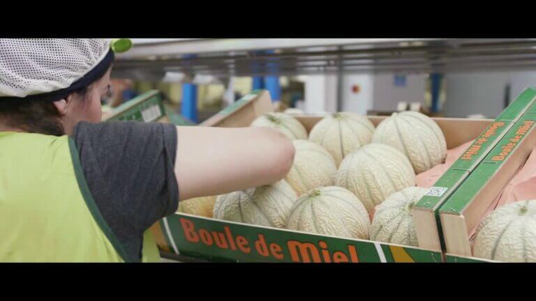 Descubre el sabor dulce y exótico del melón boule de miel en tu cocina