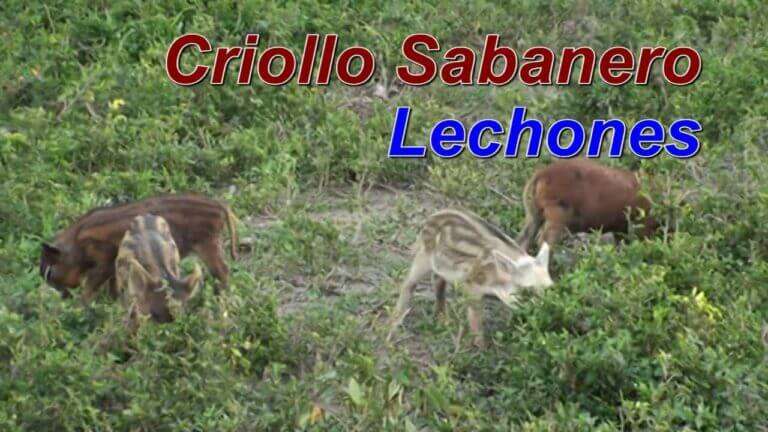 Cerdo criollo venezolano