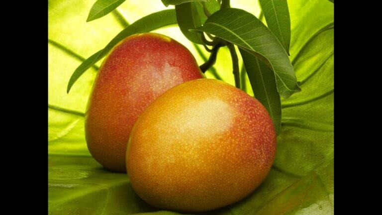 Beneficios del mango tommy