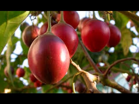 Tamarillo sorprende en México con su exótico sabor