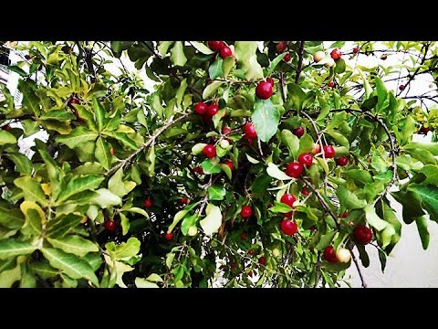 Fotos de cerezas en el arbol