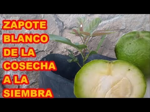 Zapote fruta mexicana