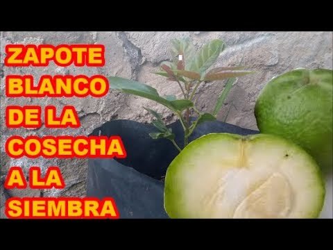 Descubre los sorprendentes beneficios del zapote, la deliciosa fruta mexicana.