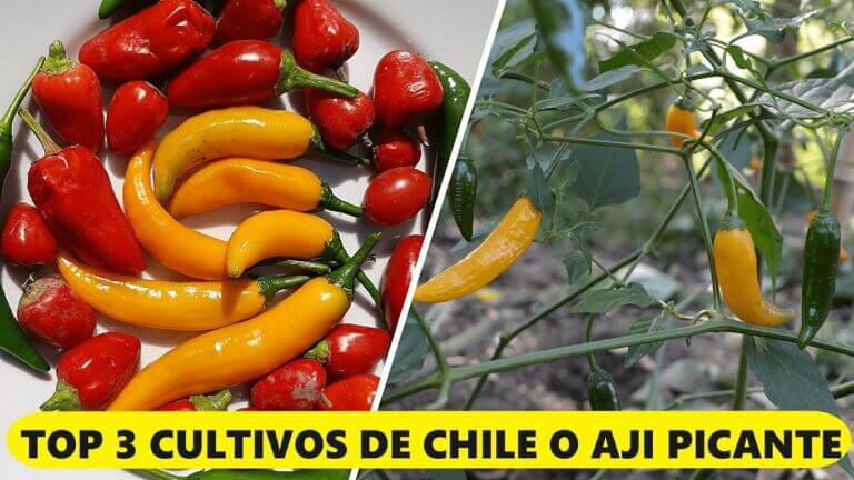 Descubre el exótico sabor del chile jalapeño en Perú